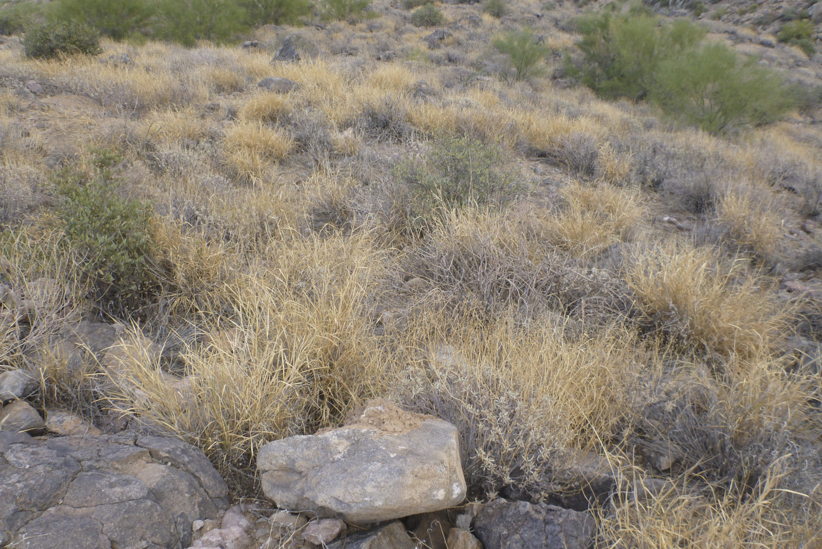 Threats to the Sonoran Desert - Friends of the Tonto National Forest