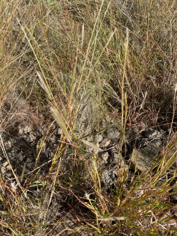 Plant ID - Cane Beardgrass - Friends of the Tonto National Forest