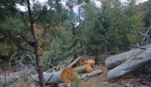 Sheep Creek Trail Maintenance